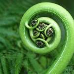 Spirals of the body - Fascia  